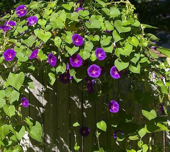 Morning Glory Plant